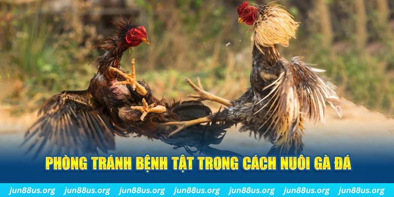 33win99 natural” trong baccarat nghĩa là gì？